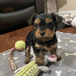 Trooper - Black and tan male Yorkshire Terrier puppy in Atlanta, Georgia from Waggin Buddies Litter