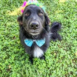 Murphy - Black & white male Australian Shepherd puppy in Gastonia, Virginia from Squirrelytail Farms
