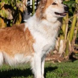Border Collies from Coalcyn Kennels