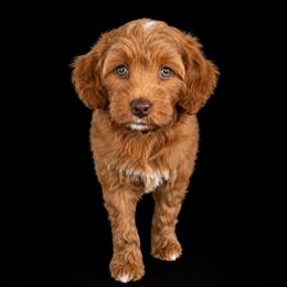 Honey - Red  female Goldendoodle puppy in Floyd, Virginia from Hearts and Paws Poodles and Doodles