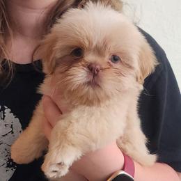 Finn - Cream and white male Shih Tzu puppy in Sapulpa, Oklahoma from Faith Hope and Love Shih Tzu's
