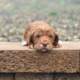 Dimond - Red  female Goldendoodle puppy in Twin Falls, Idaho from Magic Valley Family Doodles