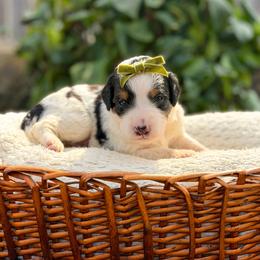 Ivory - Tri-color female Bernedoodle puppy in Pittsburgh, Pennsylvania from WestPenn Doodles LLC