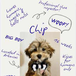 Maltipoo Puppies from Bellamy Maltipoos