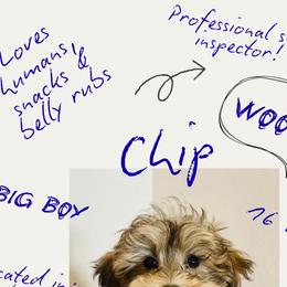 Maltipoo Puppies from Bellamy Maltipoos