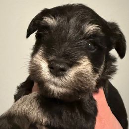 Boy 2 - Black and silver male Miniature Schnauzer puppy in Avondale, Arizona from Campos Schnauzers