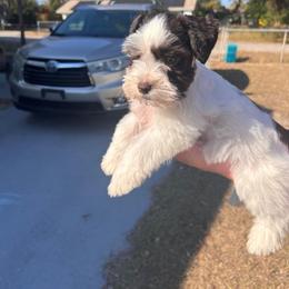 Snoopy - Parti male Miniature Schnauzer puppy in Tampa, Florida from PNQ Breeding