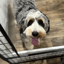 Summer - Bernedoodle