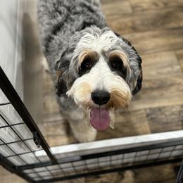 Summer - Bernedoodle