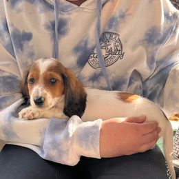 Merlin - Dachshund