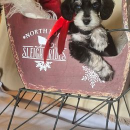 Bogey - Parti male Miniature Schnauzer puppy in Winter Haven, Florida from The Blue Eyed Schnauzer