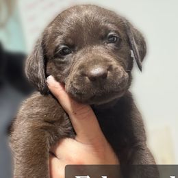 Edward - Chocolate male Labrador Retriever puppy in Baldwin City, Kansas from Hedge Lane Labradors