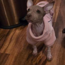 Xenon - White and chocolate female American Hairless Terrier puppy in Claremont, New Hampshire from Melanie Bell