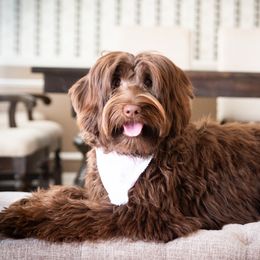 Cannoli - Australian Labradoodle