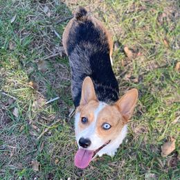 American Corgi All Grown Up from Constellation Corgi