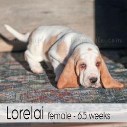 Lorelai - Lemon and white female Basset Hound puppy in Jefferson City, Missouri from Triple Hill Farm