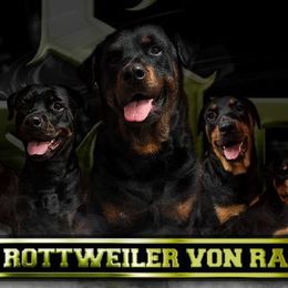 Rottweilers from Stolz Rottweilers von Raiden
