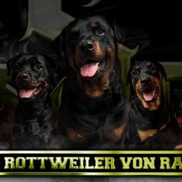 Rottweilers from Stolz Rottweilers von Raiden