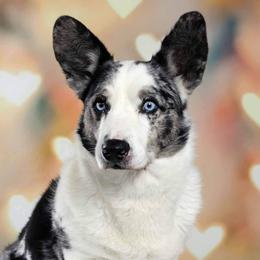 Calvin - Cardigan Welsh Corgi