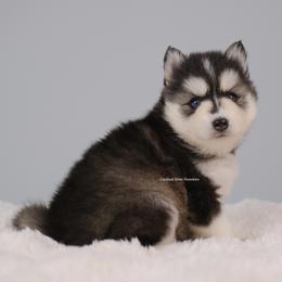 Felicity - Black and white female Pomsky puppy in Loxahatchee, Florida from Cardinal Point Pomskies
