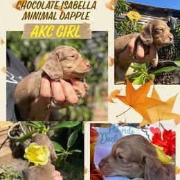IZZA-BELLA - Dachshund puppy from FLO-RIDA DACHSHUND