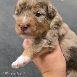 Franks - Brown merle male Aussiedoodle puppy in Vinemont, Alabama from Cotton Country Kennels