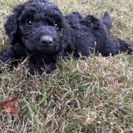 Aussiedoodle Puppies from The Klepper Homestead