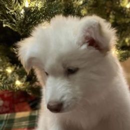 Siberian Huskies from Freedom Huskies