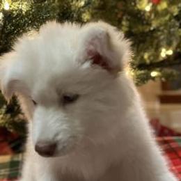 Siberian Huskies from Freedom Huskies