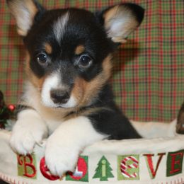 Pembroke Welsh Corgi Puppies from Wild West Corgis of Texas
