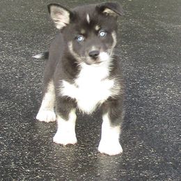 Pomsky Puppies from Icelandic Thunder