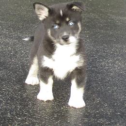 Pomsky Puppies from Icelandic Thunder