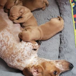 Dachshunds from Mini Love Bugs