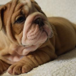 Girl 1 - Fawn and white female Bulldog puppy in Bradleyville, Missouri from HurstBulldogs