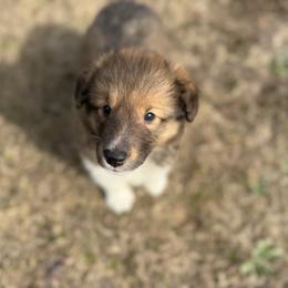 Sable Boy 2 - Sable and white male Shetland Sheepdog puppy in Shirley, Arkansas from Lucky Pups