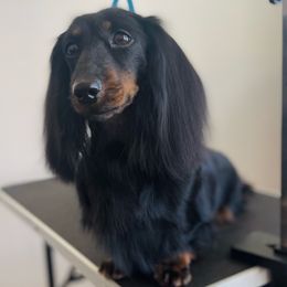 Dachshunds from PriMar Miniature Longhaired Dachshunds