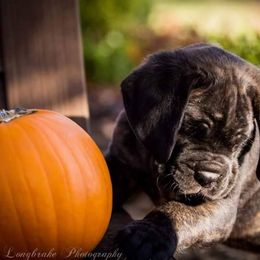 Cane Corso Puppies from Serafina Cane Corso