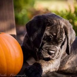 Cane Corso Puppies from Serafina Cane Corso