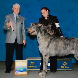 Irish Wolfhound All Grown Up from Ierne Irish Wolfhounds
