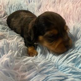 Dimples - Dapple male Dachshund puppy in Elizabethtown, Kentucky from Teeny Tiny Puppy Tails