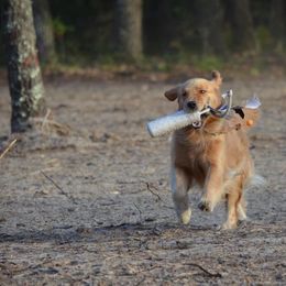Golden Retriever All Grown Up from Stonewood Goldens