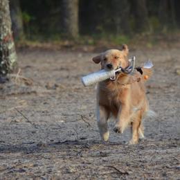 Golden Retriever All Grown Up from Stonewood Goldens