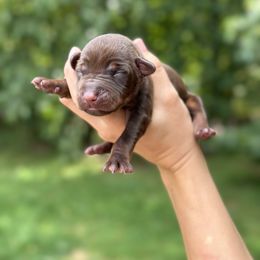 Brown boy - purple color - Red and rust male Doberman Pinscher puppy in Old Bridge, New Jersey from Wizard Ost Revolution kennel
