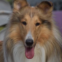 Remington - Collie