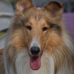 Remington - Collie