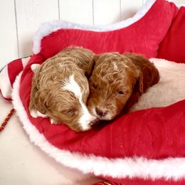 Max - Red male Cavapoo puppy in Utah County, Utah from Cascade Springs Doodles