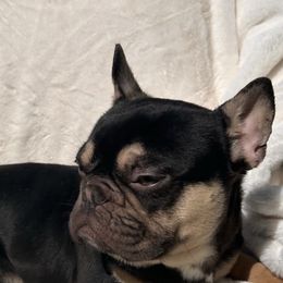 Eddie - Liver French Bulldog puppy in San Francisco, California from Bossalini French Bulldogs