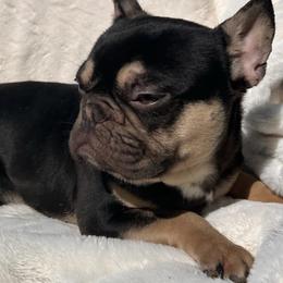 Eddie - Liver French Bulldog puppy in San Francisco, California from Bossalini French Bulldogs