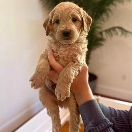 Fern - Cream male Goldendoodle puppy in Kenansville, North Carolina from J+A Family Doodles