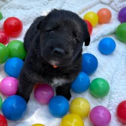 Sunkiss - Black and silver female Shiloh Shepherd puppy in Bartlett, Tennessee from The Mighty Quinn Shilohs